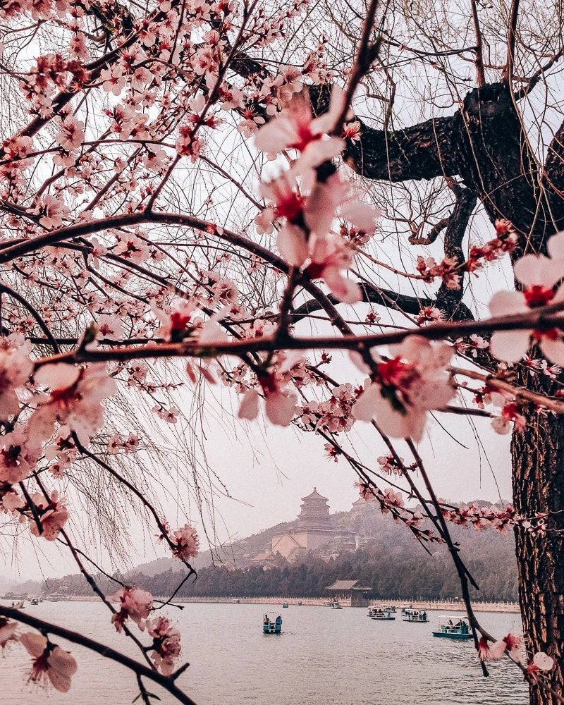 Cherry blossoms at the Summer Palace in Beijing, China. Find out if LivingSocial Escapes and Groupon Getaways are good deals or a scam in our Living Social & Groupon travel reviews.