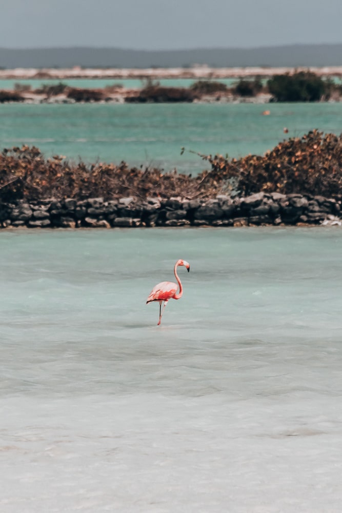 A flamingo in Bonaire's salt ponds is a common sight thanks to the preserve there. Find all the best things to do in Bonaire with locations here.