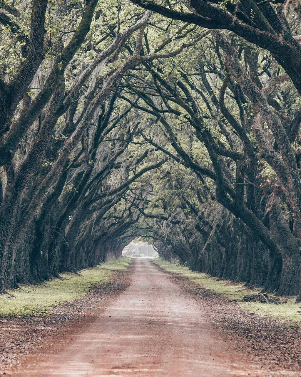 Oak tree lined road at Evergreen Plantation in New Orleans Lousiana