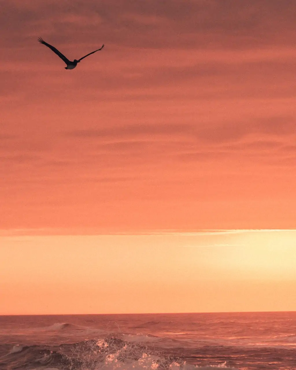 Pensacola beach sunrise with seagull