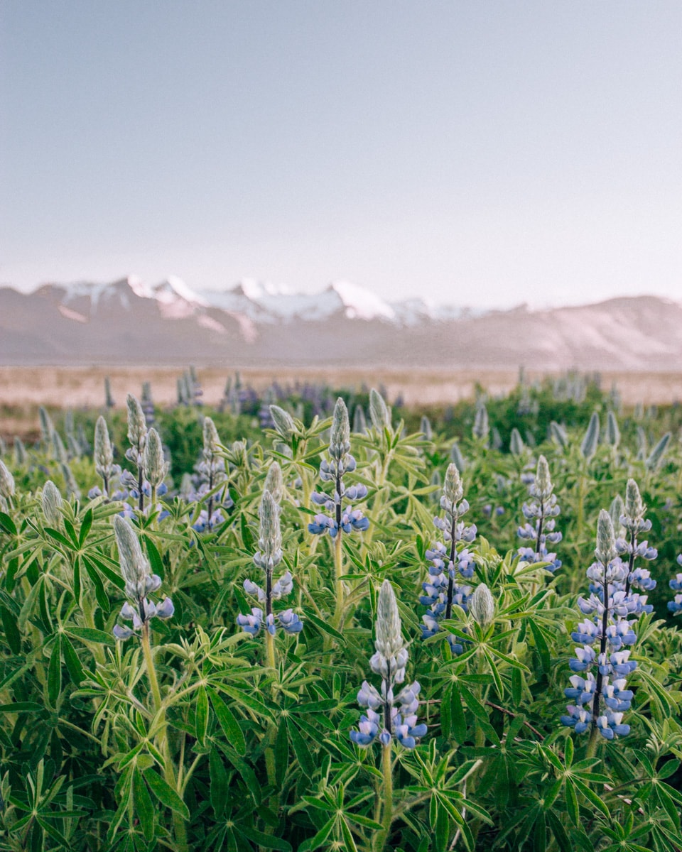 Lupine field with snow covered mountains in Iceland in the summer near Hofn. Get all the best photo spots in Iceland in this 6 day Iceland itinerary for an epic road trip around Ring Road.