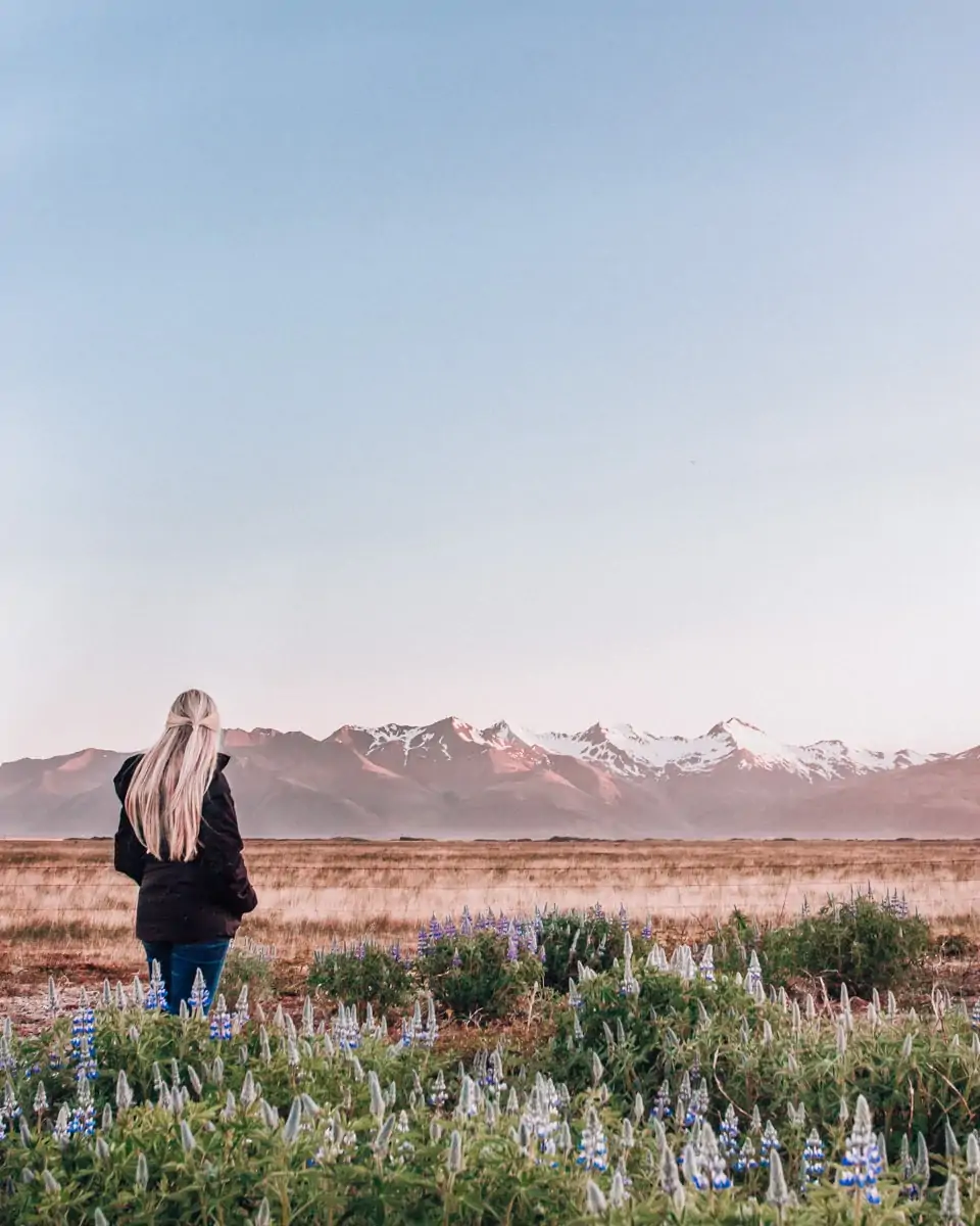 Standing in the Lupine field with snow covered mountains in Iceland in summer near Hofn. Click here for all the best Iceland photo locations around Ring Road in this 6 day Iceland itinerary.