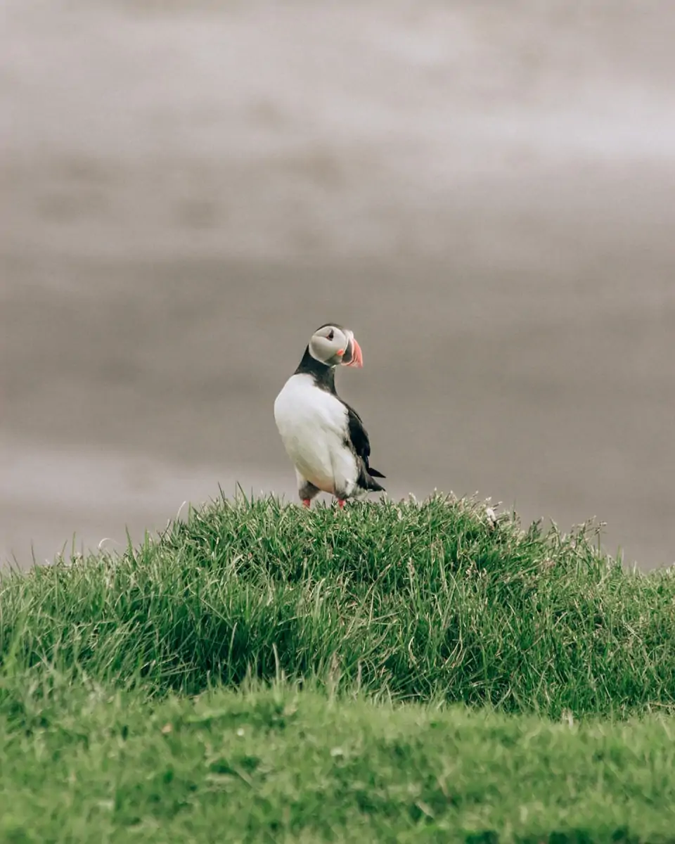 Puffin relaxing in Dyrholaey in Iceland. Check out our perfect 6 day itinerary for Iceland's Ring Road.