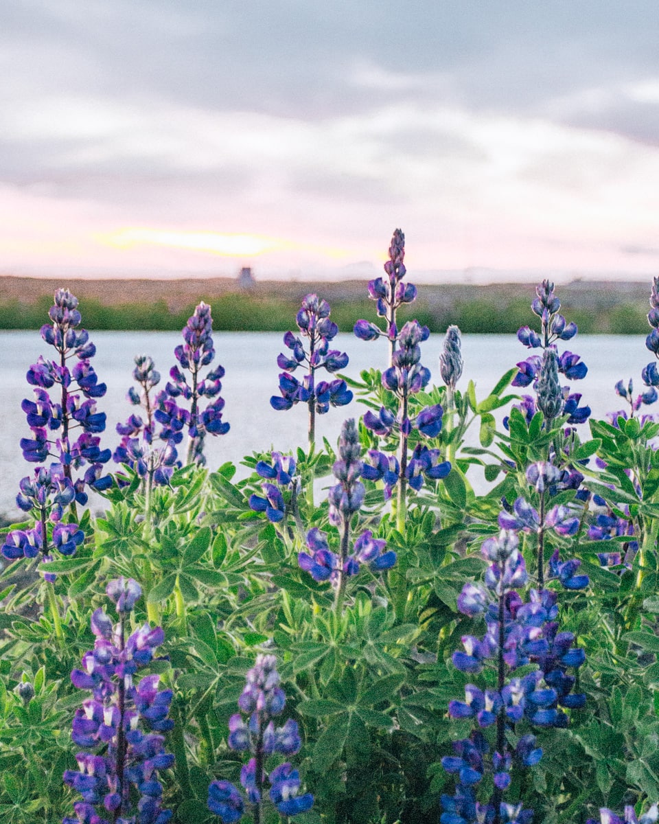 Lupines near Reykjavik in Iceland in summer. Find a full Iceland road trip itinerary for a week in Iceland in summer here (map included)