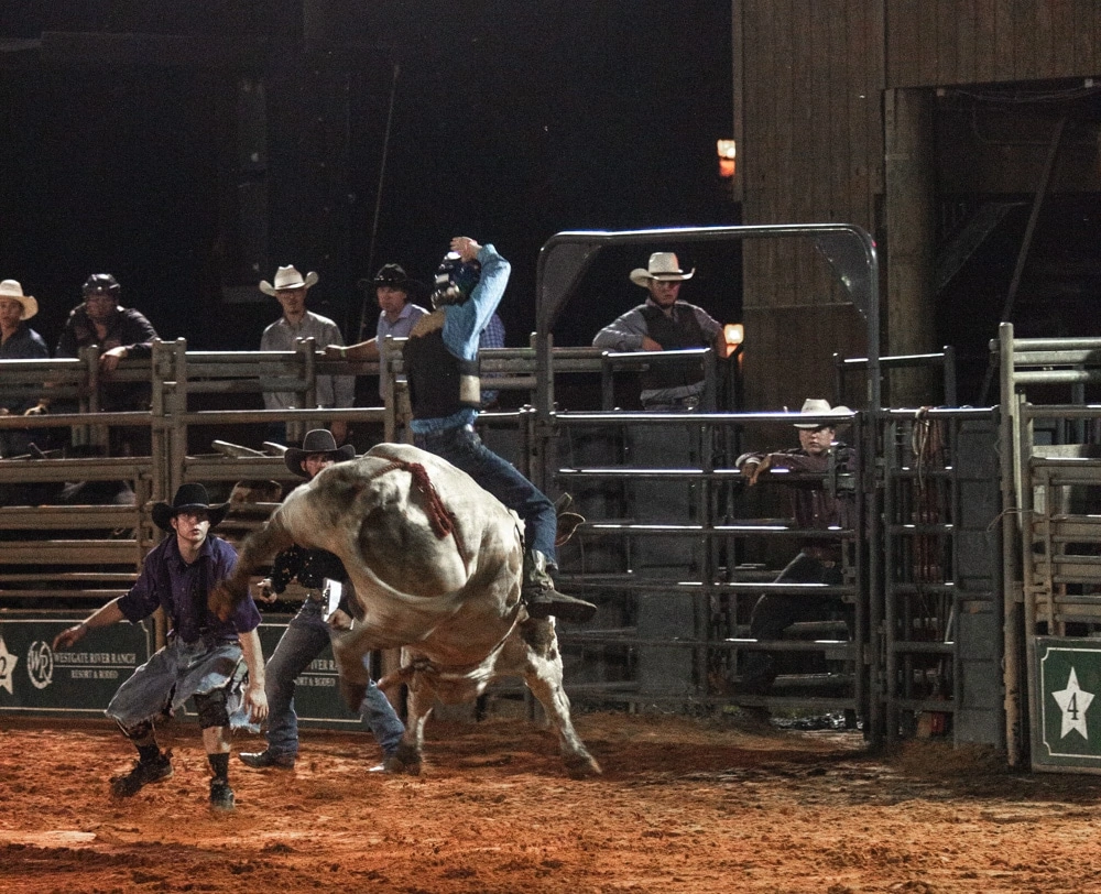 Bull riding at Westgate River Ranch rodeo