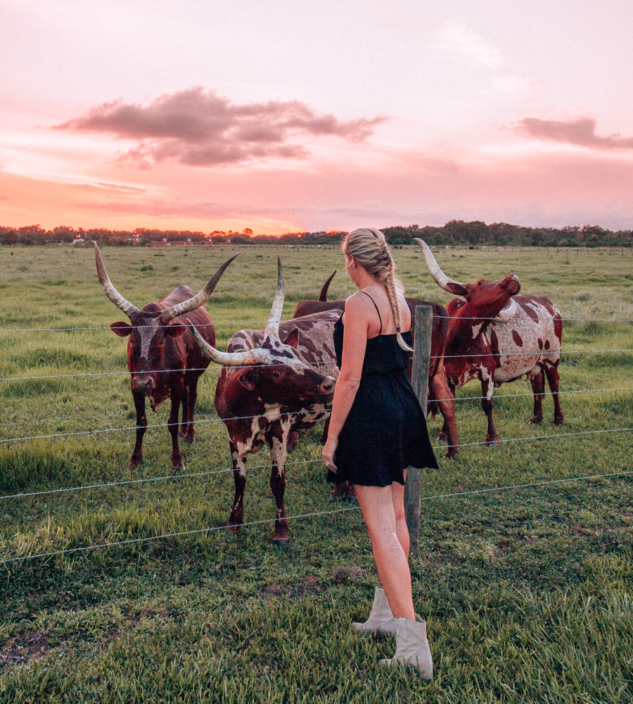Sunset and longhorns at Westgate River Ranch