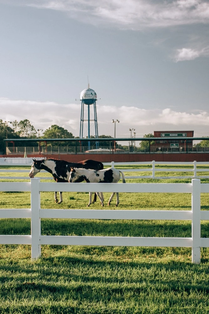 Horses at Westgate River Ranch, a Florida dude ranch offering glamping in Florida