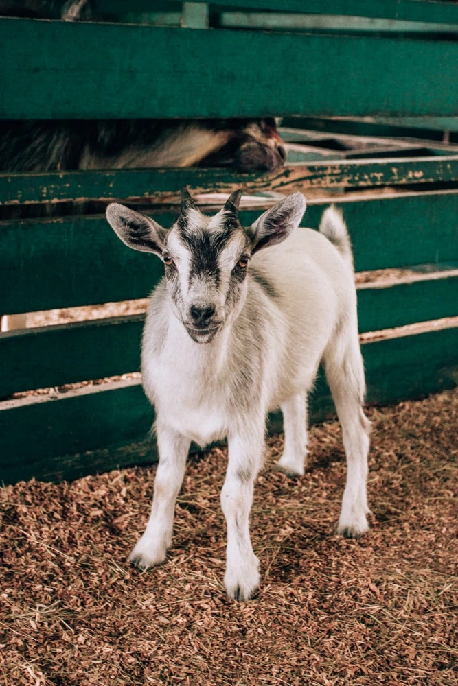 Goat at the petting zoo at Westgate River Ranch