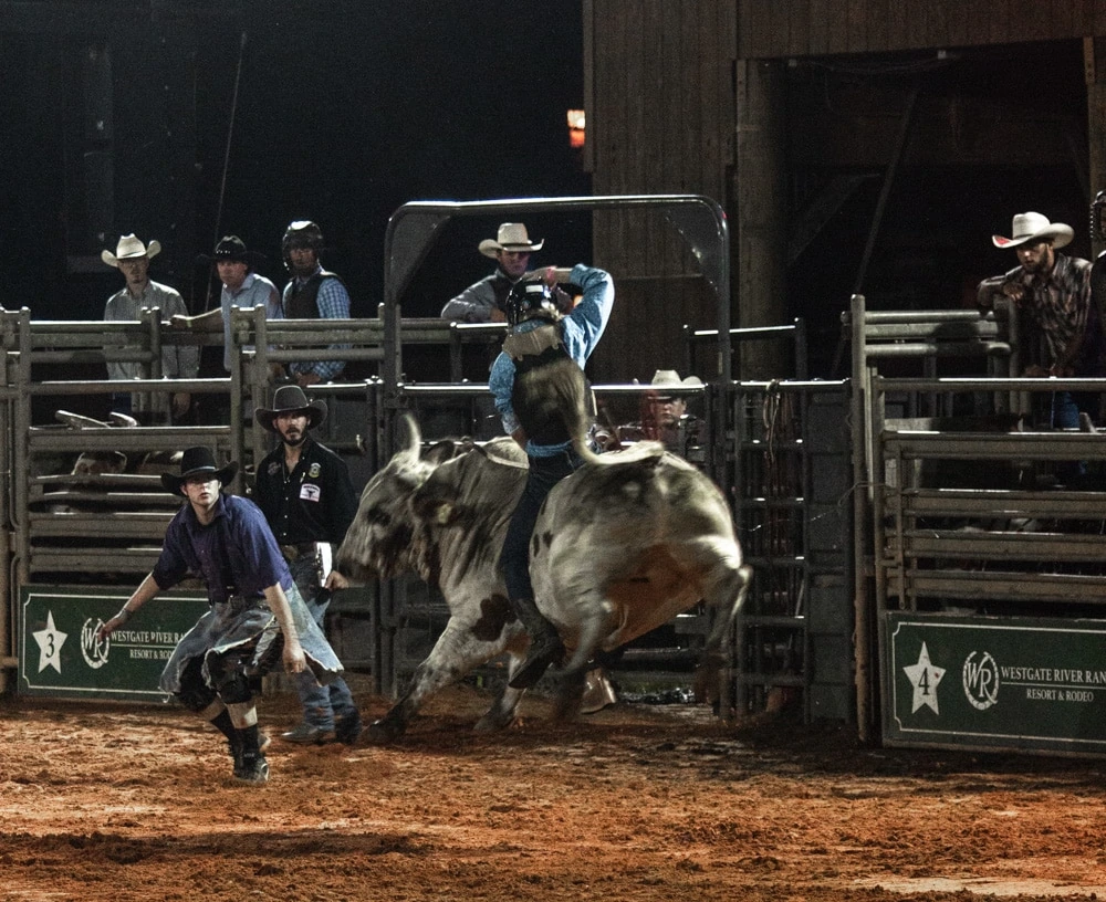 Bull riding at Florida rodeo at Westgate River Ranch