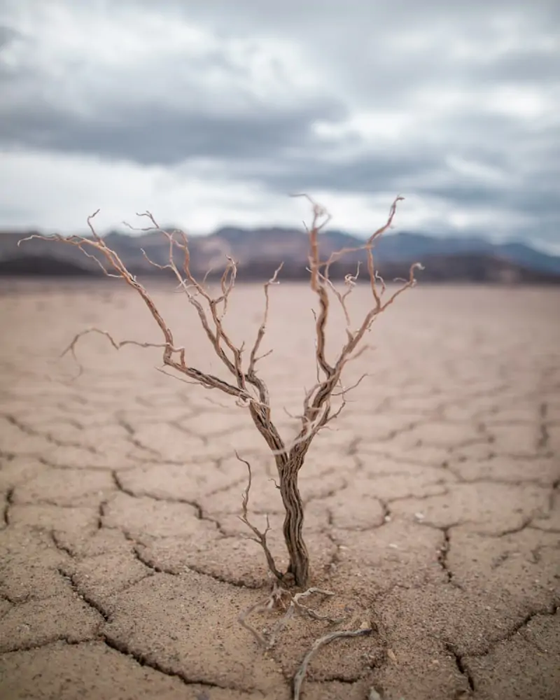 A tree struggles with the harsh conditions of Death Valley National Park but manages to survive. Find a full one day itinerary for Death Valley including where to stay, what to see and do, and when to visit.