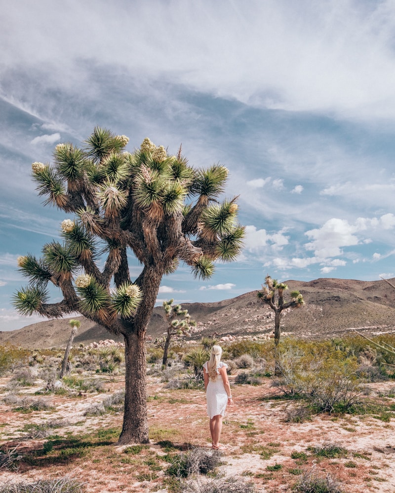 Joshua Tree National Park. The perfect itinerary for one day in Joshua Tree National Park in California including the best hikes in Joshua Tree and Joshua Tree Instagram photo spots. This guide includes the best things to do in Joshua Tree along with Joshua Tree photography. Joshua Tree California is one of the best national parks in California and one of the best national parks in the United States. Joshua Tree is a must stop on a California road trip, and you can definitely see Joshua Tree in one day.