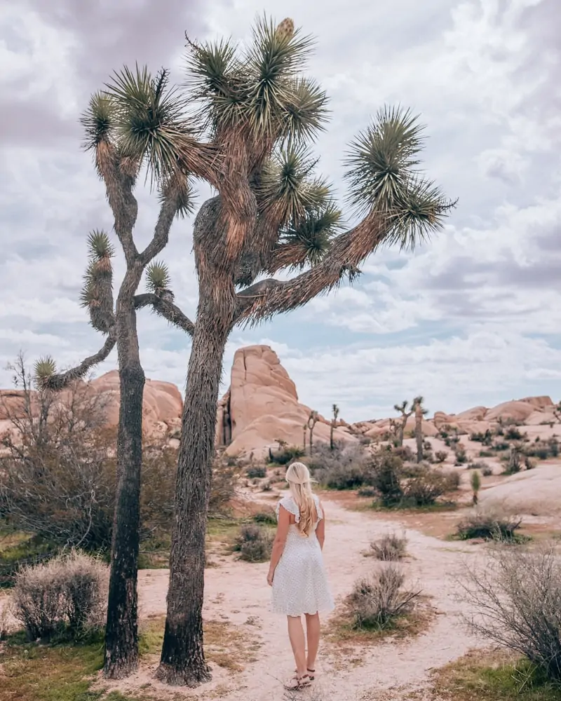 Joshua Trees near the Jumbo Rocks. The perfect itinerary for one day in Joshua Tree National Park in California including the best hikes in Joshua Tree and Joshua Tree Instagram photo spots. This guide includes the best things to do in Joshua Tree along with Joshua Tree photography. Joshua Tree California is one of the best national parks in California and one of the best national parks in the United States. Joshua Tree is a must stop on a California road trip, and you can definitely see Joshua Tree in one day.