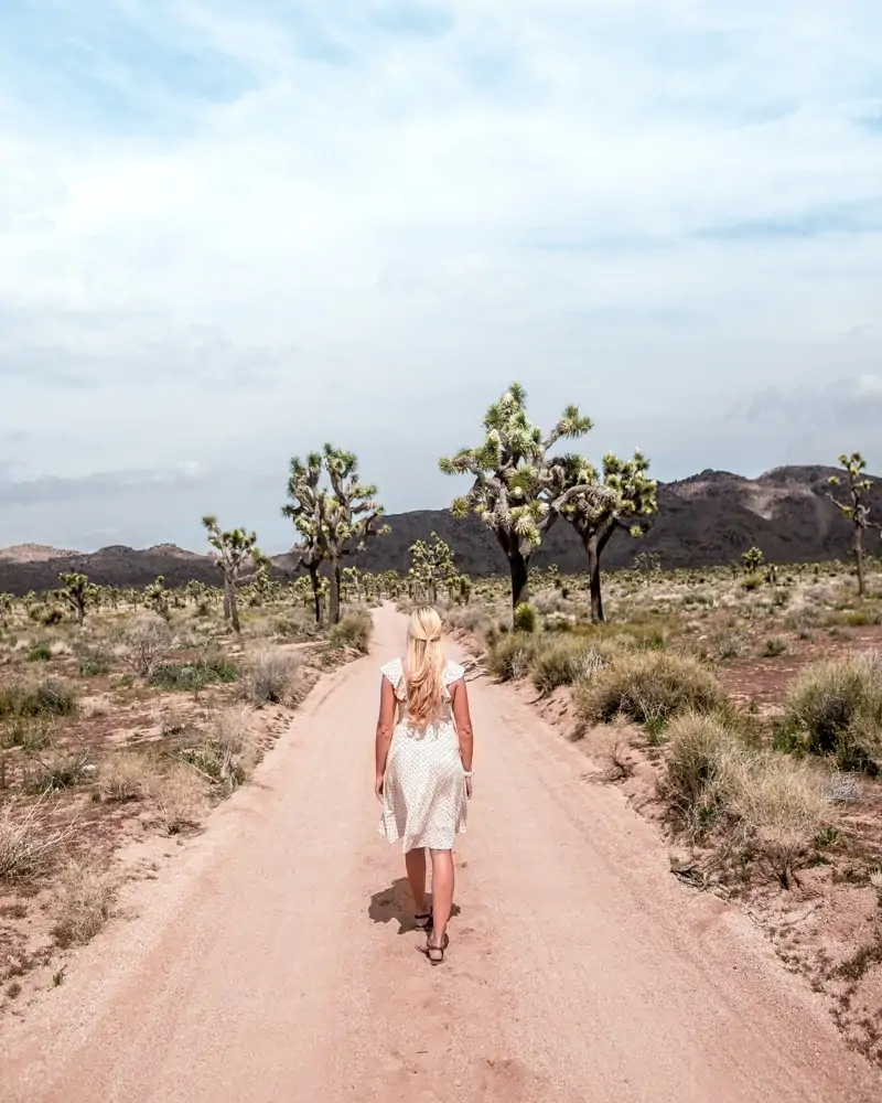 Queen Valley Road in Joshua Tree National Park. The perfect itinerary for one day in Joshua Tree National Park in California including the best hikes in Joshua Tree and Joshua Tree Instagram photo spots. This guide includes the best things to do in Joshua Tree along with Joshua Tree photography. Joshua Tree California is one of the best national parks in California and one of the best national parks in the United States. Joshua Tree is a must stop on a California road trip, and you can definitely see Joshua Tree in one day.