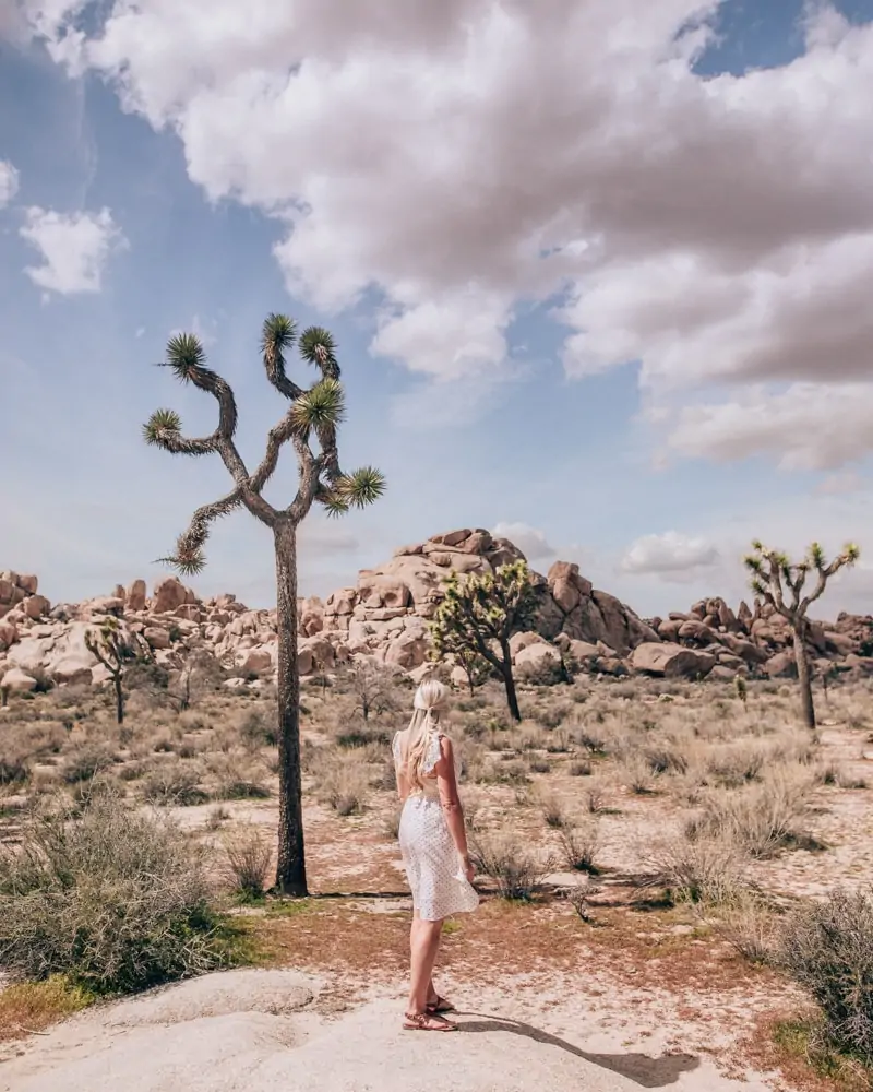 Joshua Trees. The perfect itinerary for one day in Joshua Tree National Park in California including the best hikes in Joshua Tree and Joshua Tree Instagram photo spots. This guide includes the best things to do in Joshua Tree along with Joshua Tree photography. Joshua Tree California is one of the best national parks in California and one of the best national parks in the United States. Joshua Tree is a must stop on a California road trip, and you can definitely see Joshua Tree in one day.