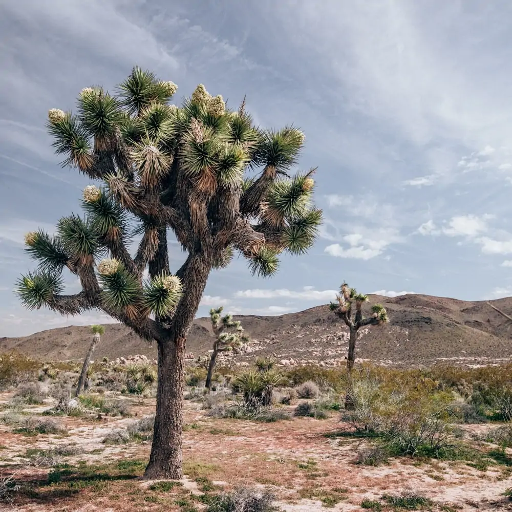 Joshua Trees in Joshua Tree National Park. Joshua Tree is the perfect stop on a road trip or for a one day stop, so here is a one day itinerary of all the spots you don't want to miss!