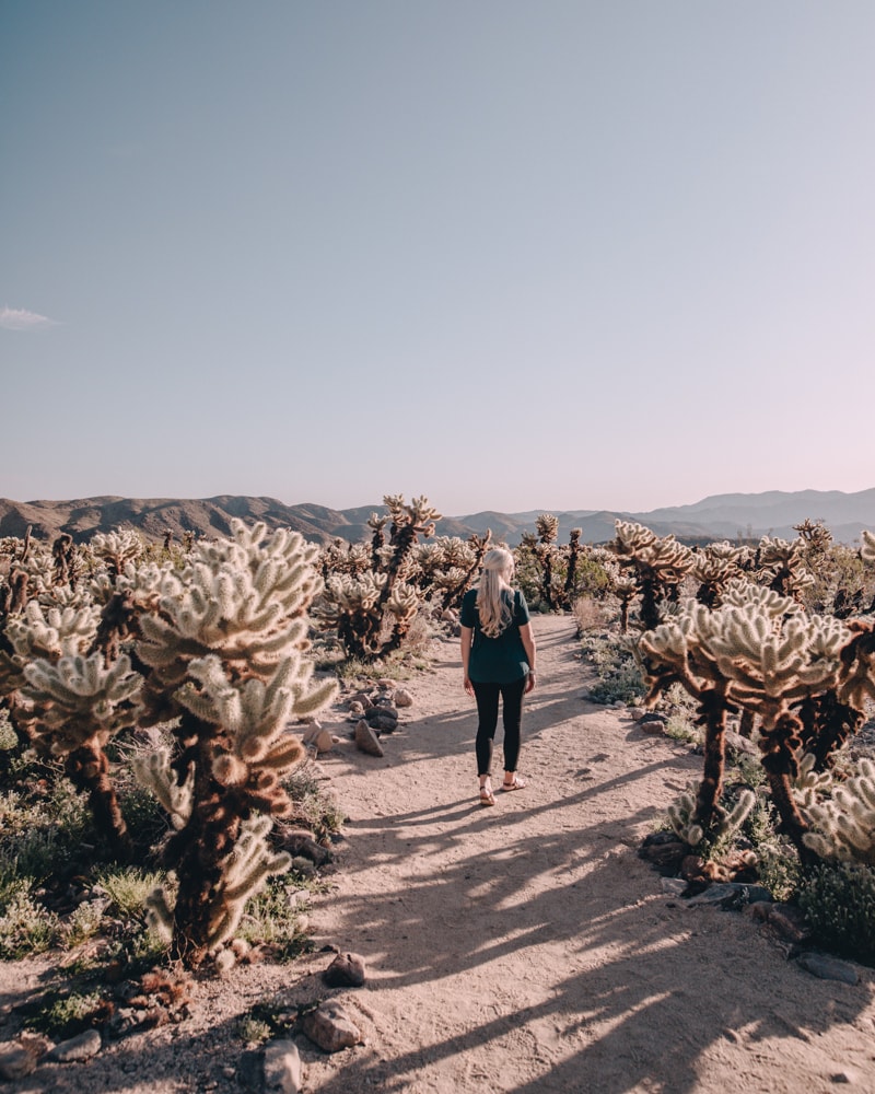 Cholla Cactus Garden in Joshua Tree National Park. The perfect itinerary for one day in Joshua Tree National Park in California including the best hikes in Joshua Tree and Joshua Tree Instagram photo spots. This guide includes the best things to do in Joshua Tree along with Joshua Tree photography. Joshua Tree California is one of the best national parks in California and one of the best national parks in the United States. Joshua Tree is a must stop on a California road trip, and you can definitely see Joshua Tree in one day.