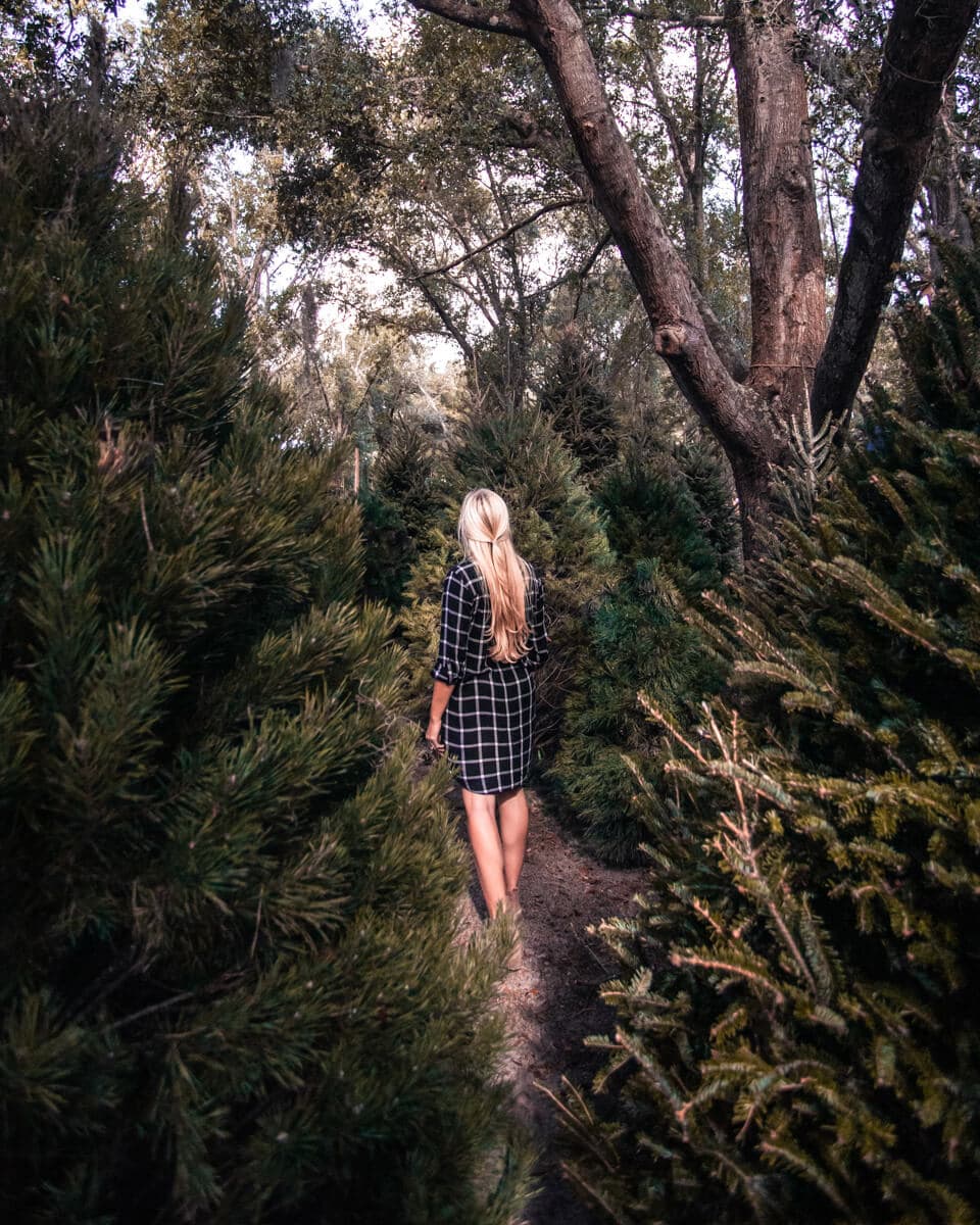 Santa's Tree Farm is just one of the top things to do at Christmas in Orlando