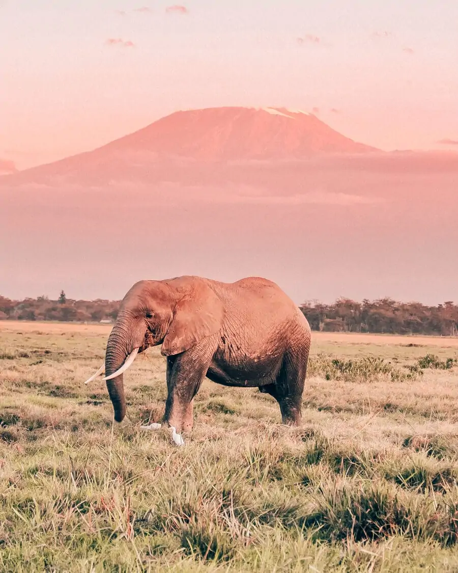 An elephant in Amboseli National Park in Kenya with Mount Kilimanjaro in the background