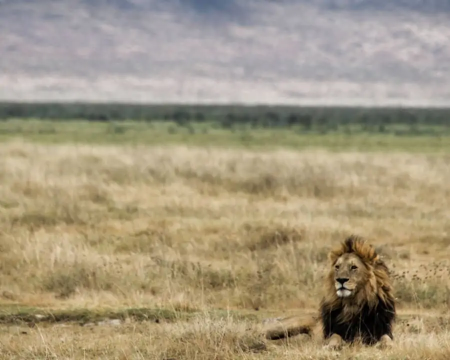 An adult male lion rests in Ngorongoro Crater in Tanzania