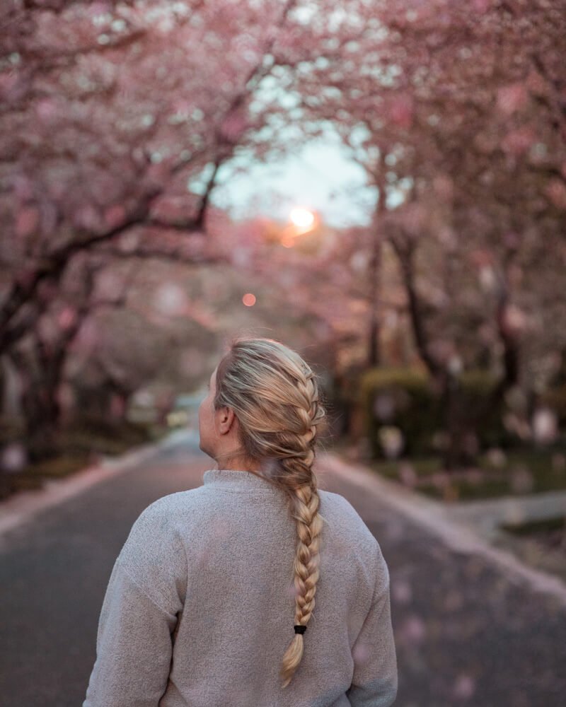 Kenwood Cherry Blossoms
