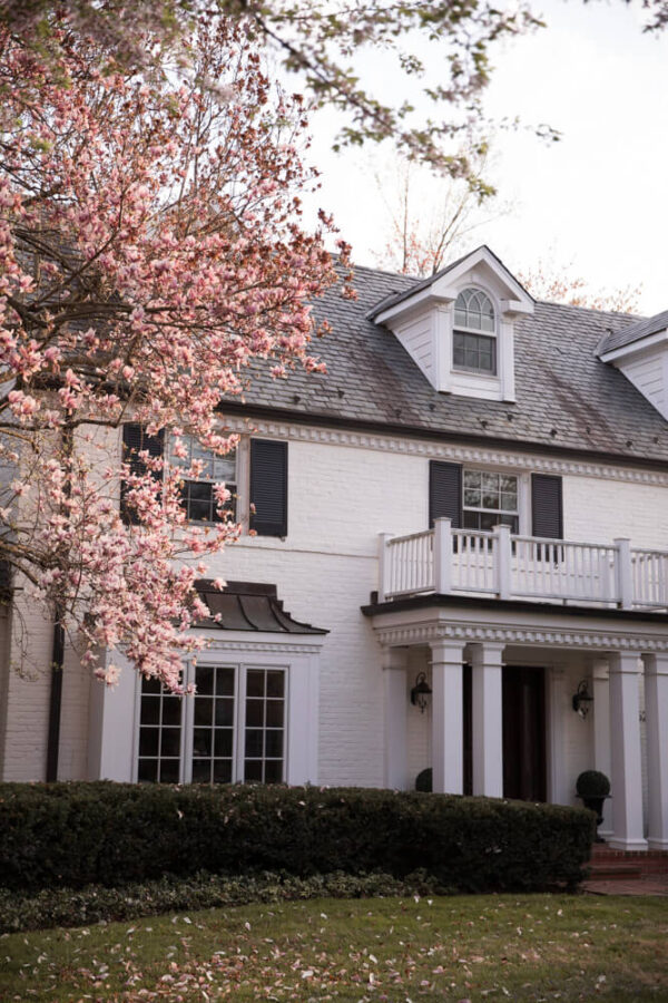 Kenwood Cherry Blossoms Guide The Famous Bethesda Cherry Blossoms