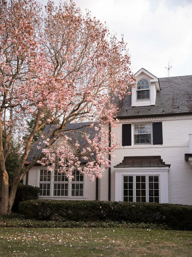 Kenwood neighborhood cherry blossoms in Bethesda Maryland