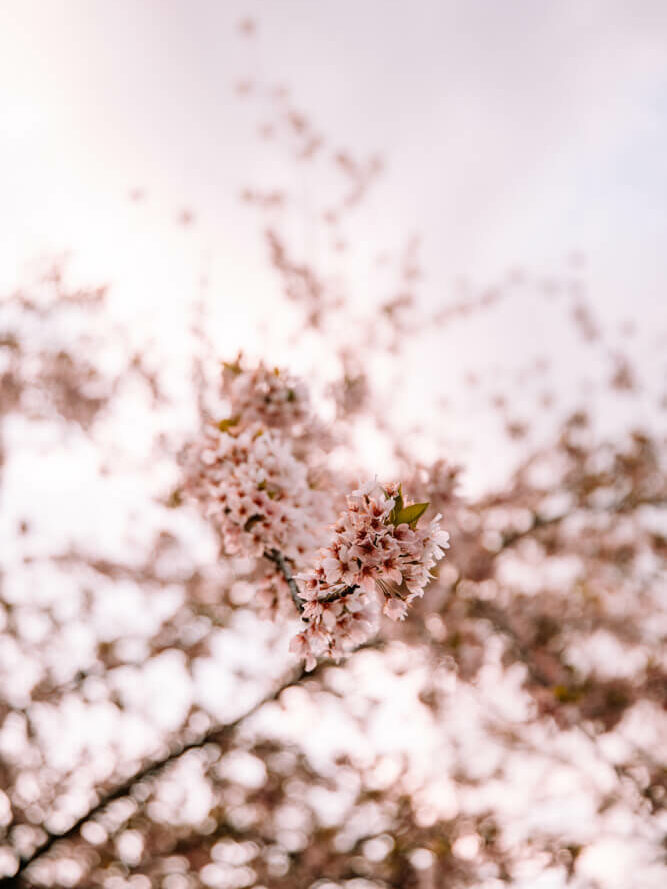 Kenwood cherry blossoms
