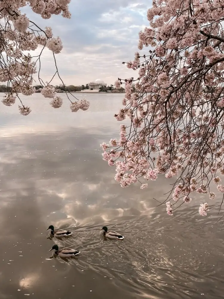 Ducks swimming in the Tidal Basin with cherry blossoms and the Jefferson Memorial