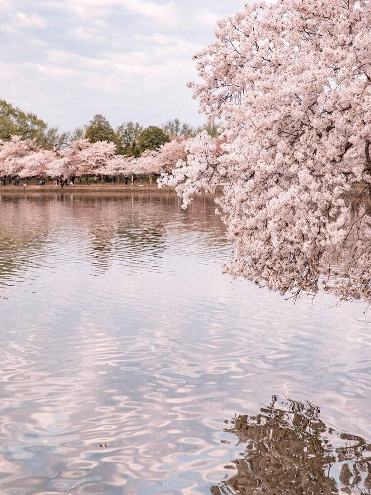cherry blossoms at the Tidal Basin