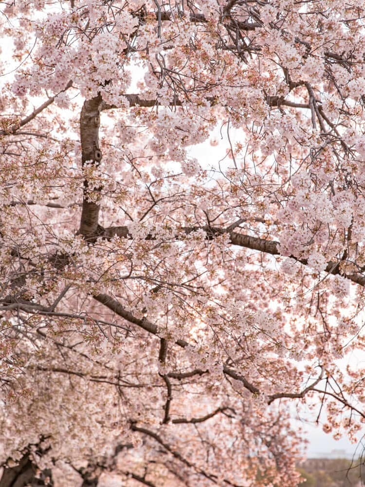 washington dc cherry blossom festival