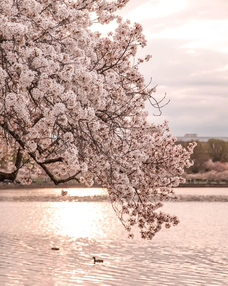 Tidal Basin cherry blossoms at sunrise