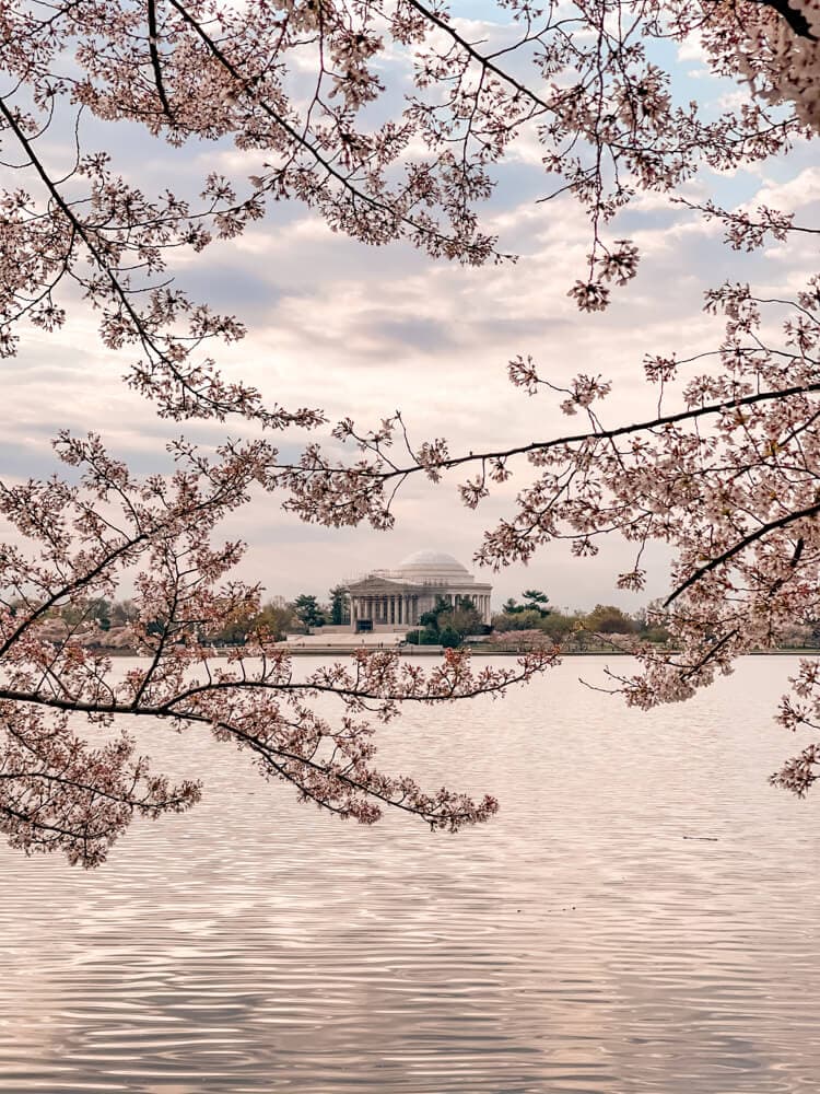 Jefferson Memorial cherry blossoms