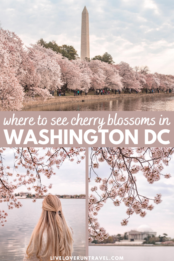 where to see cherry blossoms in Washington DC - tidal basin cherry blossoms