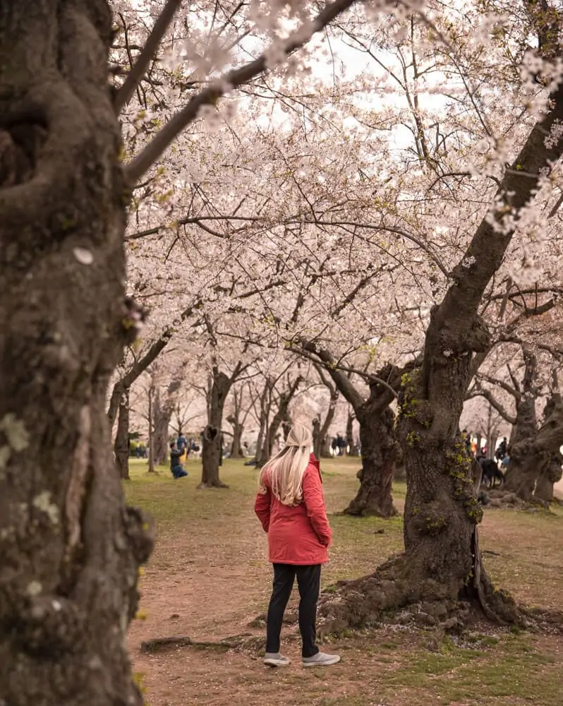 cherry blossoms at the tidal basin