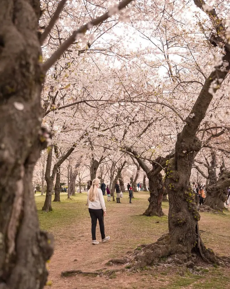 woman walking in the cherry blossoms at the tidal basin