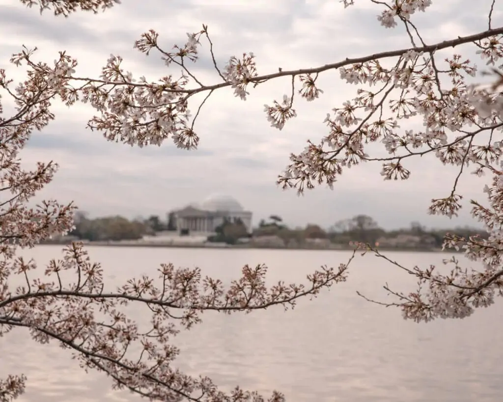 Jefferson Memorial cherry blossoms