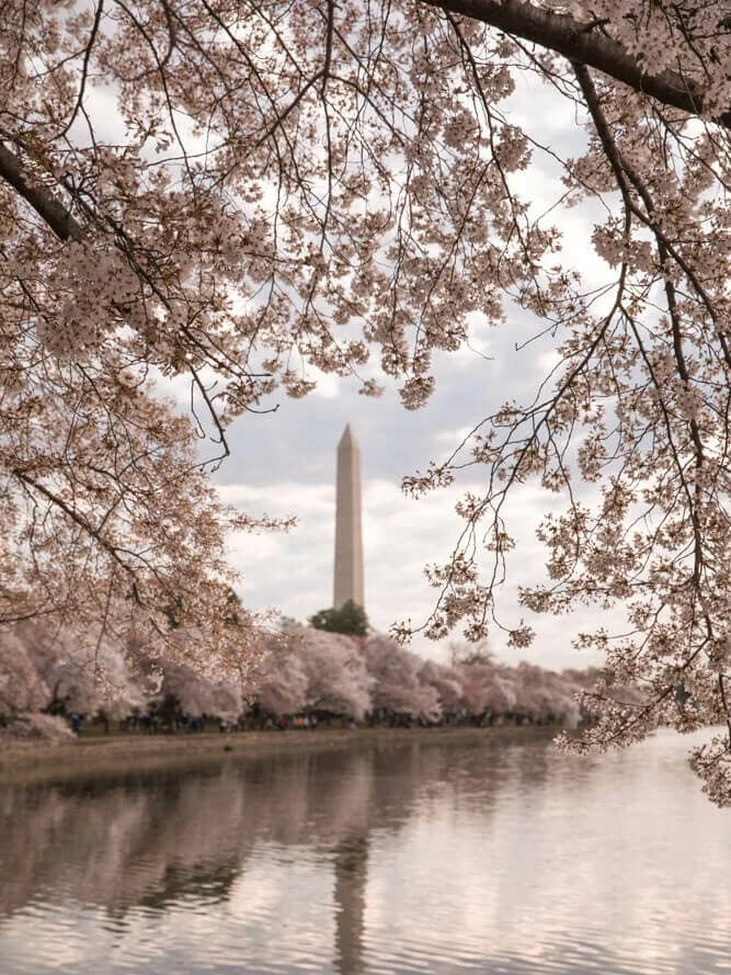 Washington Memorial cherry blossoms