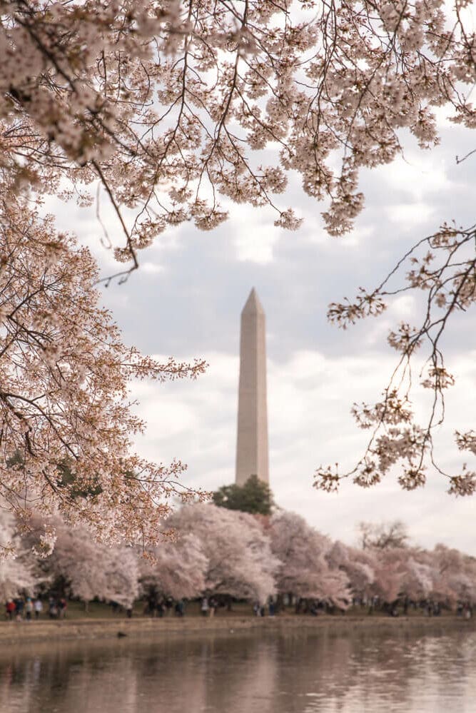 Washington DC cherry blossoms with the Washington Memorial