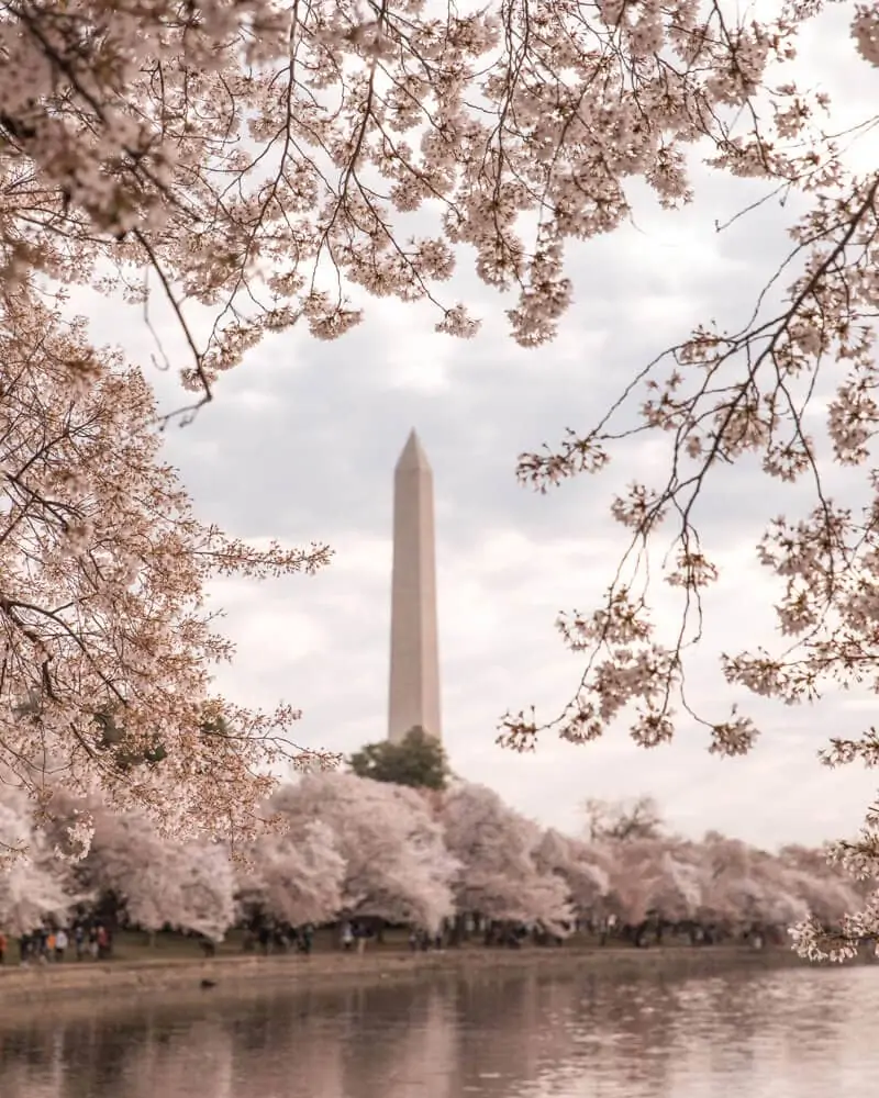 Washington Memorial framed by cherry blossoms at the Tidal Basin in DC