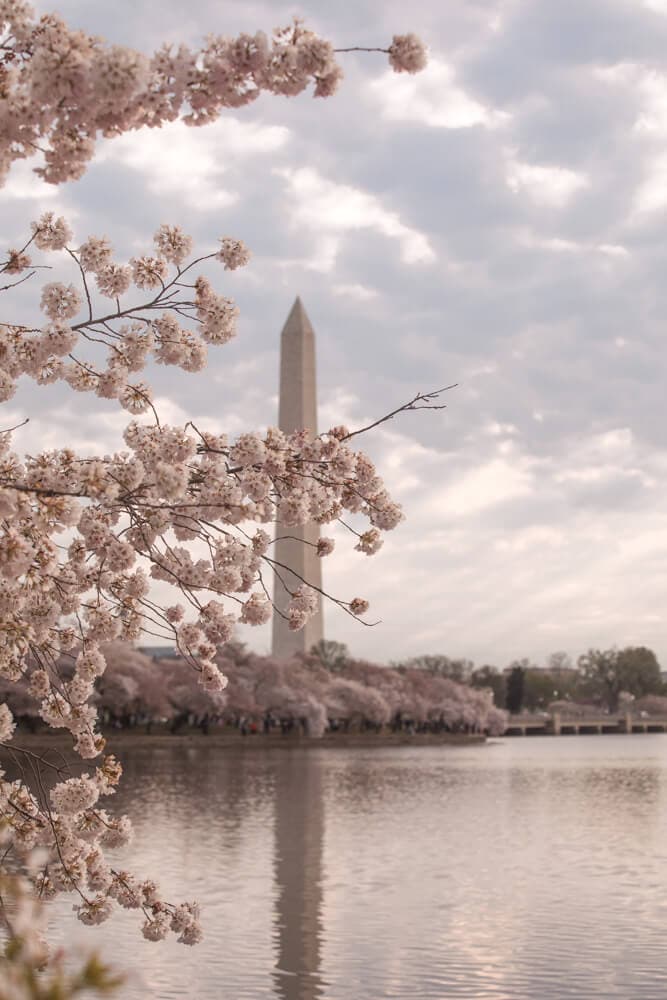 Washington Memorial Tidal Basin cherry blossoms
