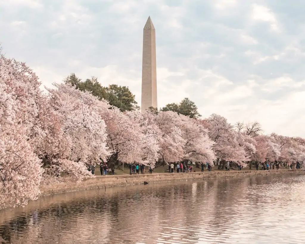 Washington Monument rising above the Tidal Basin cherry blossoms