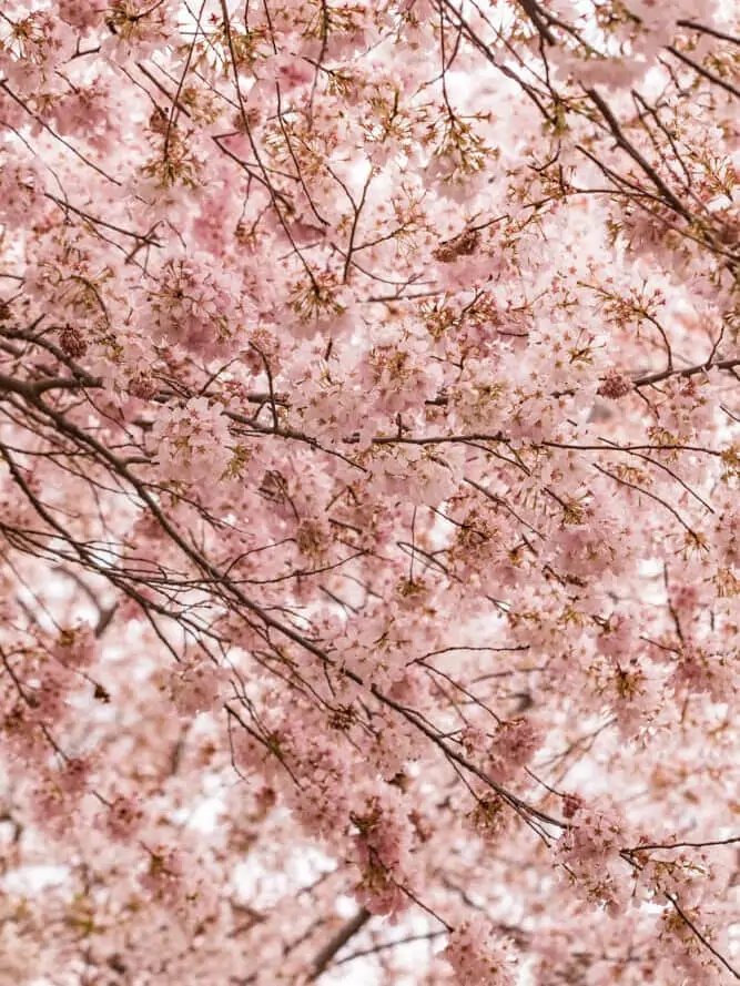 washington dc cherry blossoms
