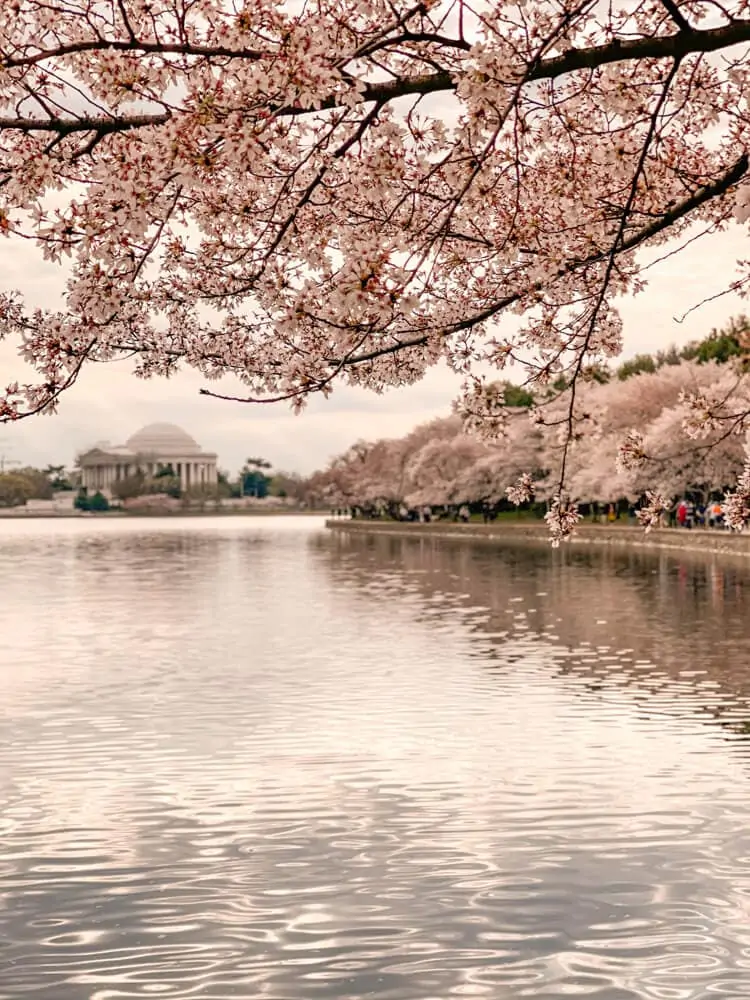 Jefferson Memorial cherry blossoms at sunrise