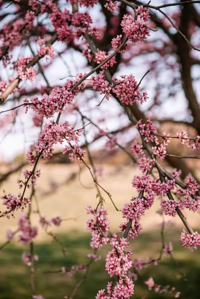Washington DC cherry blossoms