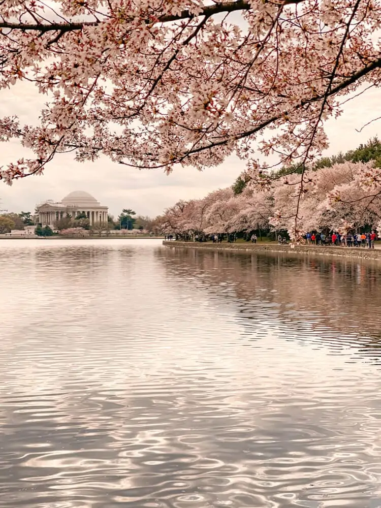 Jefferson Memorial cherry blossoms in Washington DC