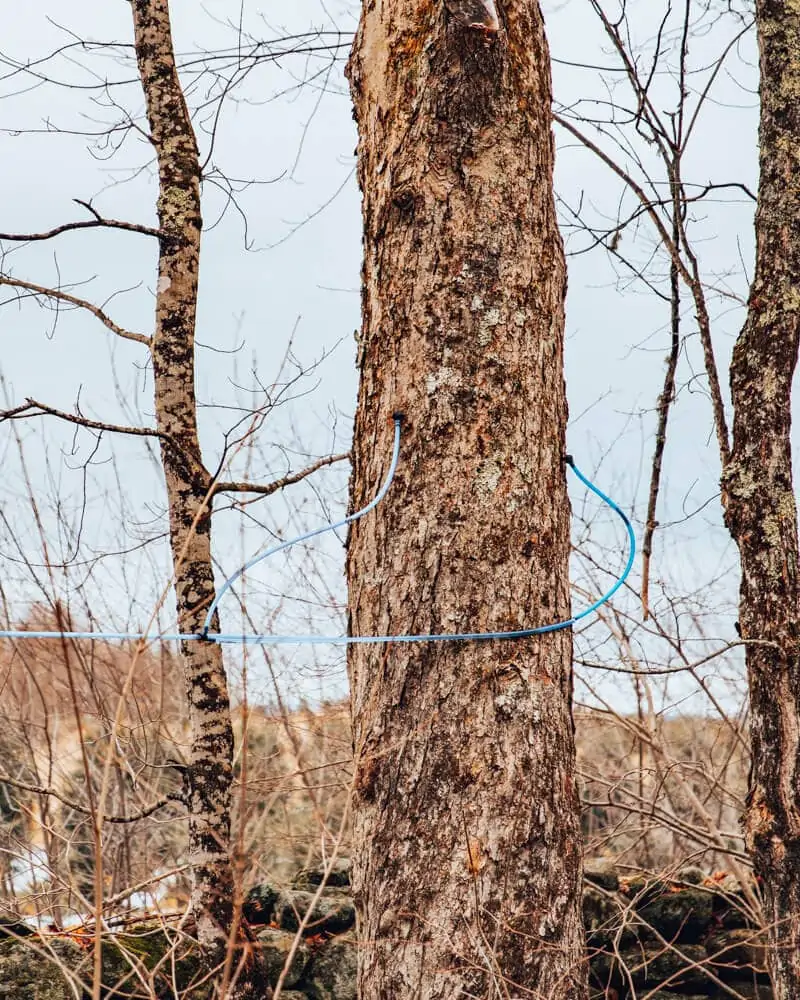 maple lines in New Hampshire