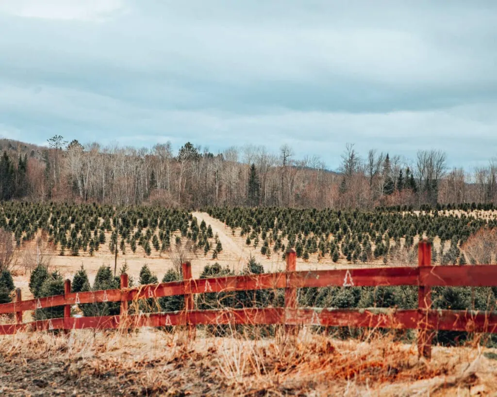 The Rocks Estate Christmas Tree Farm in New Hampshire