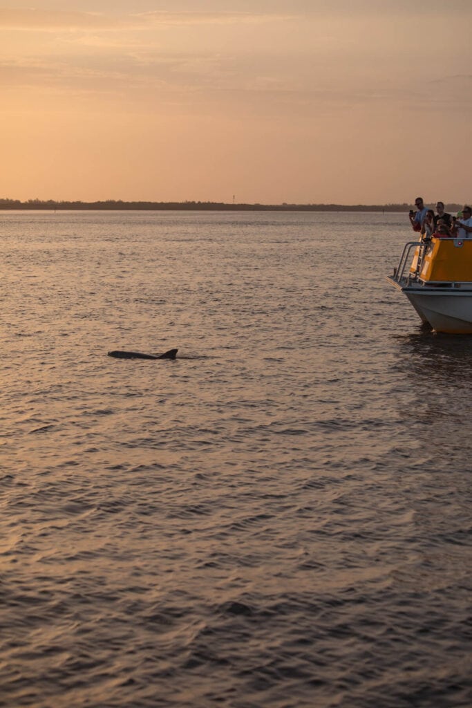 Dolphin sunset cruise in Fort Myers Beach