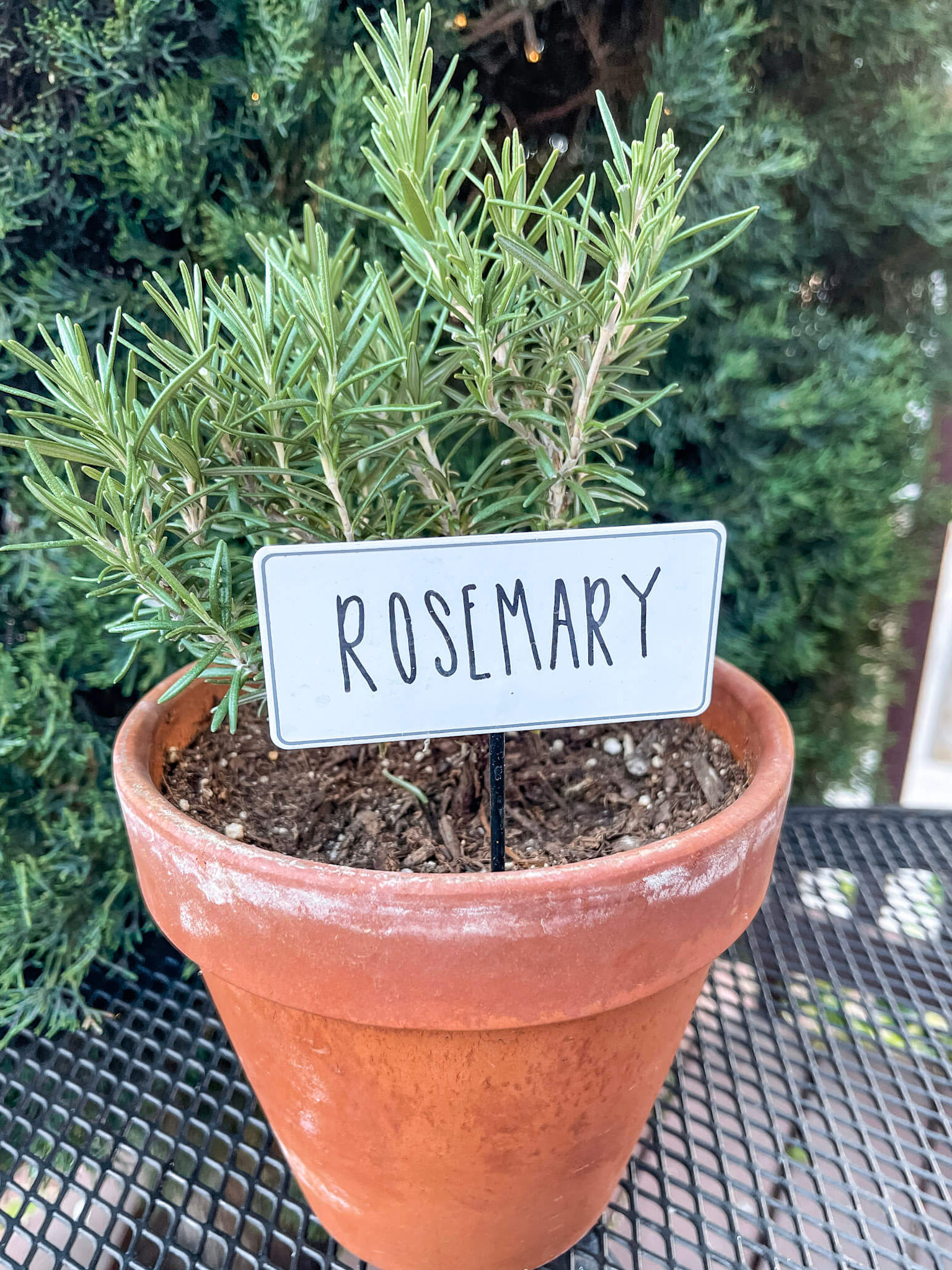 Planted rosemary at Wild Thyme Cafe