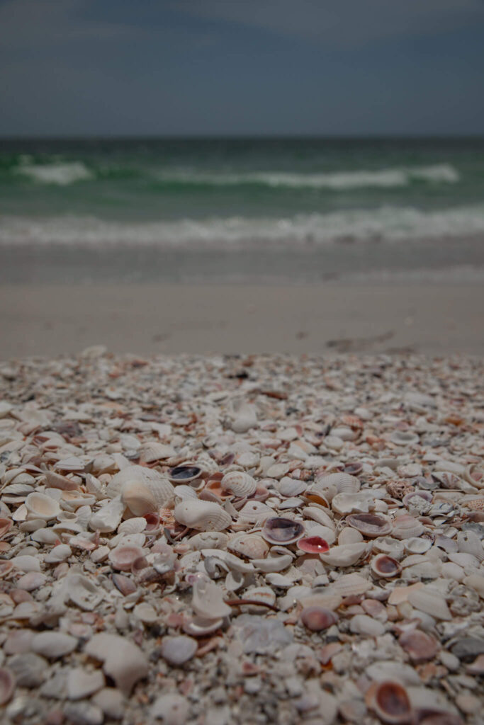 seashells on lovers key beach in lovers key state park